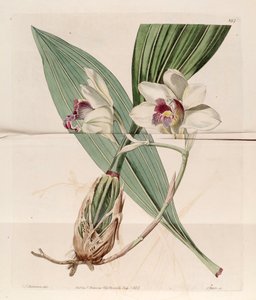 Illustratie van Bifrenaria harrisoniae (als syn. Maxillaria harrisoniae) door J. C. Robertson